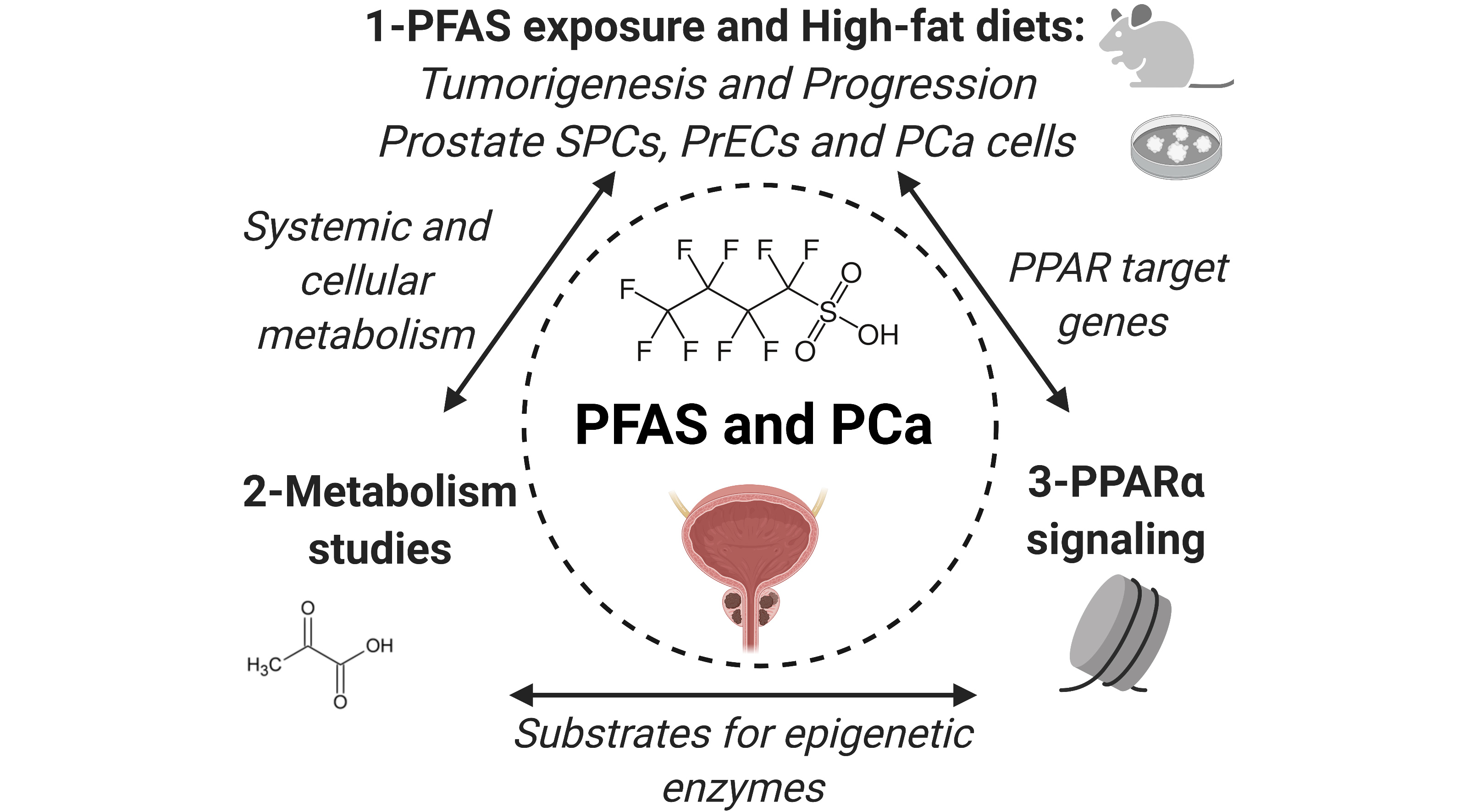 PFAS exposure and high-fat diets